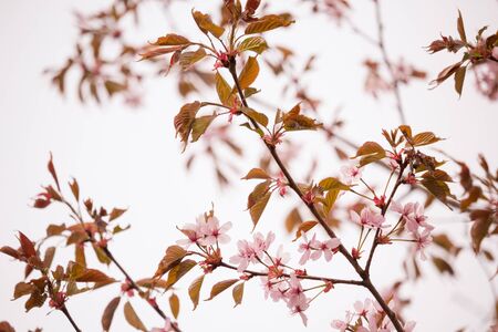 Beautiful and fresh spring backgrund with blurry light pink cherry blossom tree branchesの写真素材