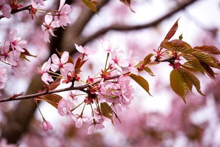 Beautiful and fresh spring backgrund with blurry light pink cherry blossom tree branchesの写真素材