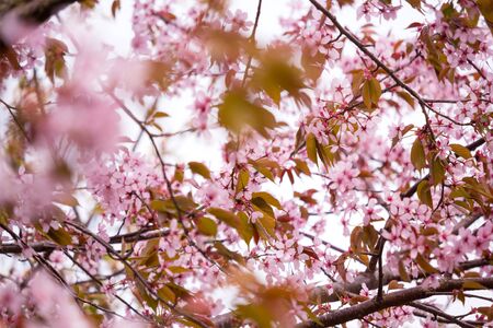 Beautiful and fresh spring backgrund with blurry light pink cherry blossom tree branchesの写真素材