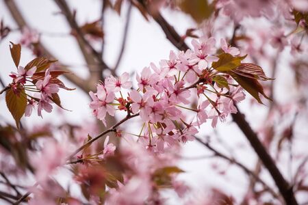 Beautiful and fresh spring backgrund with blurry light pink cherry blossom tree branchesの写真素材