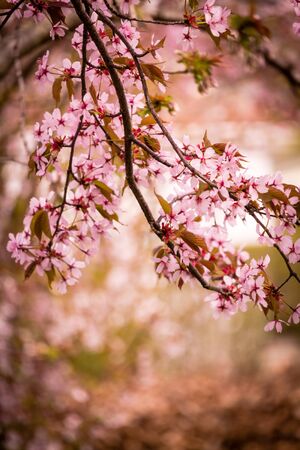 Beautiful and fresh spring backgrund with blurry light pink cherry blossom tree branchesの写真素材