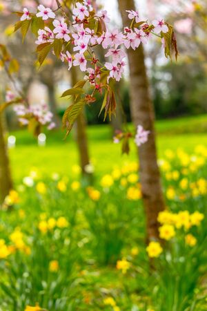 Beautiful, Spring time with yellow daffodils and cherry tree branchesの写真素材
