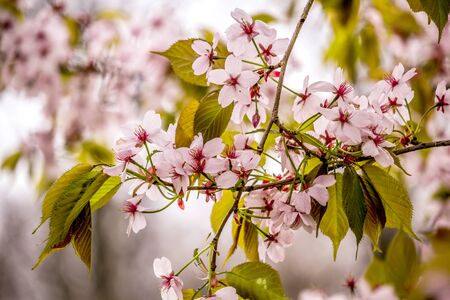 Beautiful and fresh spring backgrund with blurry light pink cherry blossom tree branches backgroundの写真素材