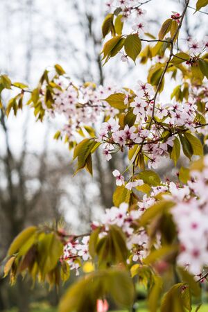 Beautiful and fresh spring backgrund with blurry light pink cherry blossom tree branches backgroundの写真素材
