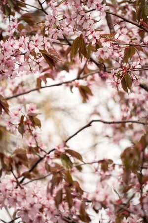 Beautiful and fresh spring backgrund with blurry light pink cherry blossom tree branches backgroundの写真素材