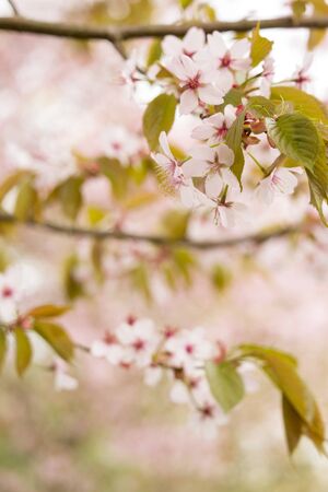 Beautiful and fresh spring backgrund with blurry light pink cherry blossom tree branches backgroundの写真素材