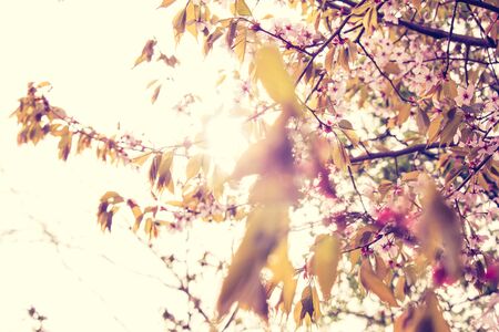 Beautiful and fresh spring backgrund with blurry light pink cherry blossom tree branches backgroundの写真素材