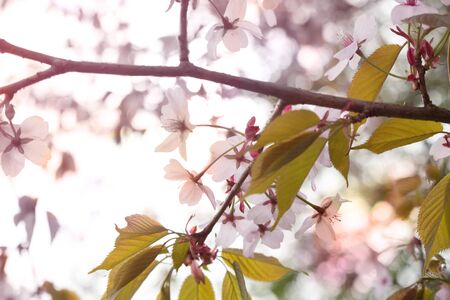 Beautiful and fresh spring backgrund with blurry light pink cherry blossom tree branches backgroundの写真素材
