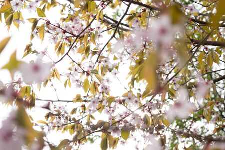 Beautiful and fresh spring backgrund with blurry light pink cherry blossom tree branches backgroundの写真素材
