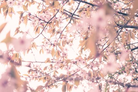 Beautiful and fresh spring backgrund with blurry light pink cherry blossom tree branches backgroundの写真素材