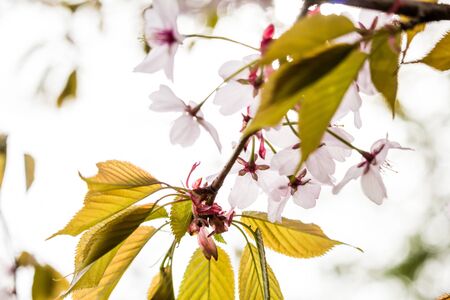 Beautiful and fresh spring backgrund with blurry light pink cherry blossom tree branches backgroundの写真素材