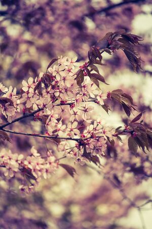 Beautiful and fresh spring backgrund with blurry light pink cherry blossom tree branches backgroundの写真素材