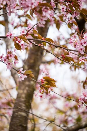 Beautiful and fresh spring backgrund with blurry light pink cherry blossom tree branches backgroundの写真素材
