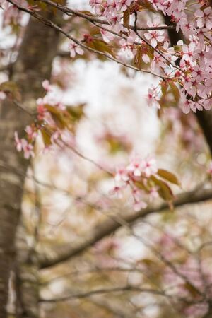Beautiful and fresh spring backgrund with blurry light pink cherry blossom tree branches backgroundの写真素材