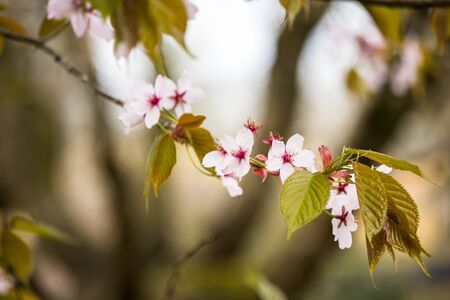 Freshness of Spring, cherry blossom branches with white delicate flowers and blurry backgroundの写真素材