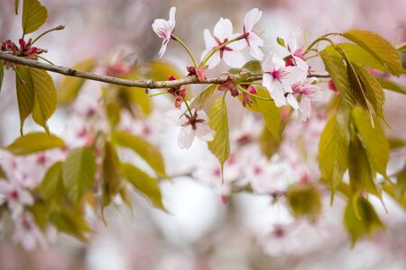 Freshness of Spring, cherry blossom branches with white delicate flowers and blurry backgroundの写真素材