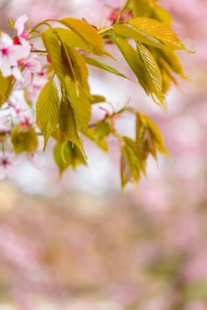 Freshness of Spring, cherry blossom branches with white delicate flowers and blurry backgroundの写真素材