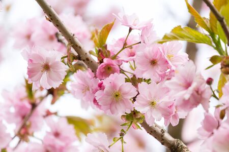 Beautiful blossom of Japanese cherry tree fresh spring backgroundの写真素材
