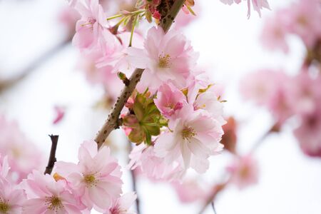 Beautiful blossom of Japanese cherry tree fresh spring backgroundの写真素材
