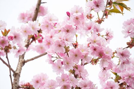 Beautiful blossom of Japanese cherry tree fresh spring backgroundの写真素材