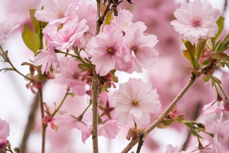 Beautiful blossom of Japanese cherry tree fresh spring backgroundの写真素材