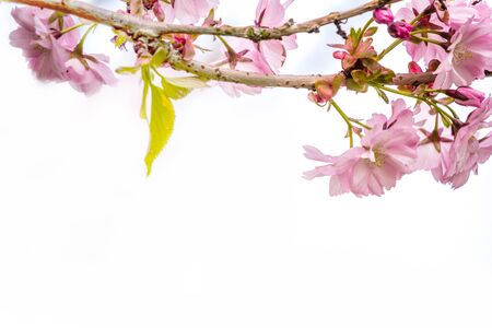 Beautiful blossom of Japanese cherry tree fresh spring backgroundの写真素材