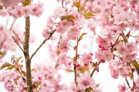 Beautiful blossom of Japanese cherry tree fresh spring backgroundの写真素材