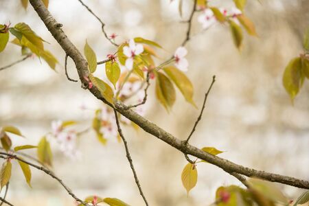 Freshness of Spring, cherry blossom branches with white delicate flowers and blurry backgroundの写真素材