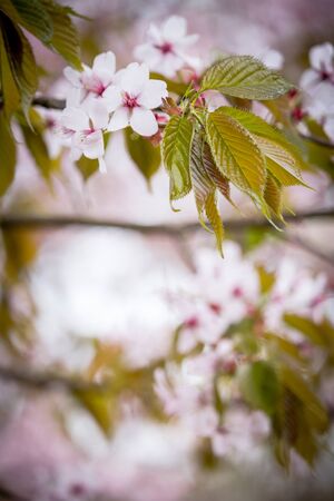 Freshness of Spring, cherry blossom branches with white delicate flowers and blurry backgroundの写真素材