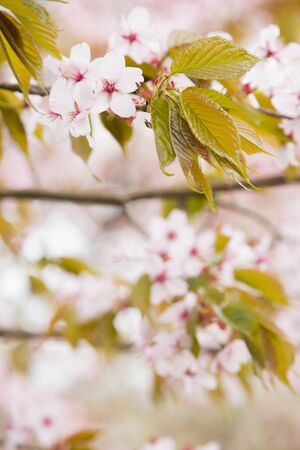 Freshness of Spring, cherry blossom branches with white delicate flowers and blurry backgroundの写真素材