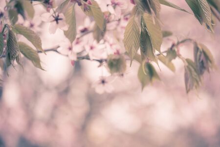 Freshness of Spring, cherry blossom branches with white delicate flowers and blurry backgroundの写真素材