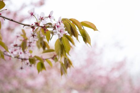 Freshness of Spring, cherry blossom branches with white delicate flowers and blurry backgroundの写真素材