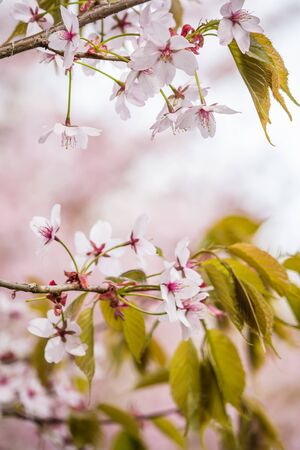 Freshness of Spring, cherry blossom branches with white delicate flowers and blurry backgroundの写真素材