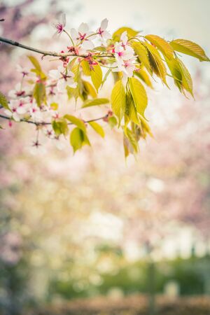 Freshness of Spring, cherry blossom branches with white delicate flowers and blurry backgroundの写真素材