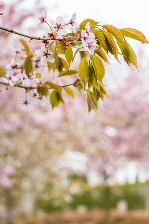 Freshness of Spring, cherry blossom branches with white delicate flowers and blurry backgroundの写真素材
