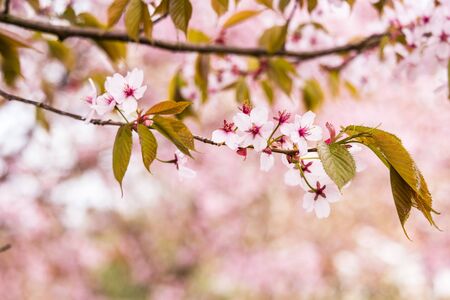 Freshness of Spring, cherry blossom branches with white delicate flowers and blurry backgroundの写真素材