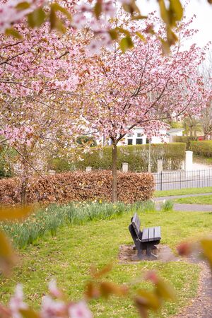 Freshness of Spring, cherry blossom branches with white delicate flowers and blurry backgroundの写真素材