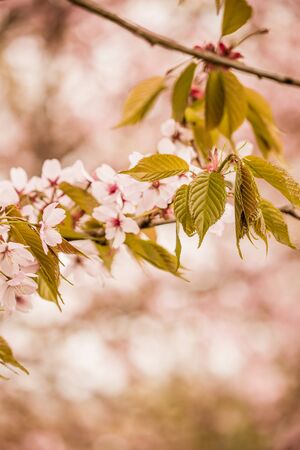 Freshness of Spring, cherry blossom branches with white delicate flowers and blurry backgroundの写真素材