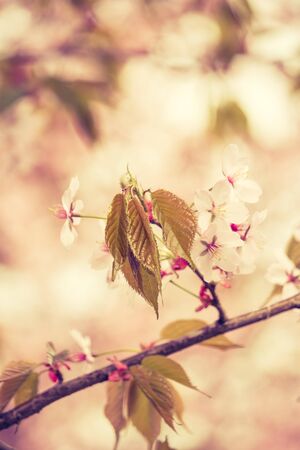 Freshness of Spring, cherry blossom branches with white delicate flowers and blurry backgroundの写真素材