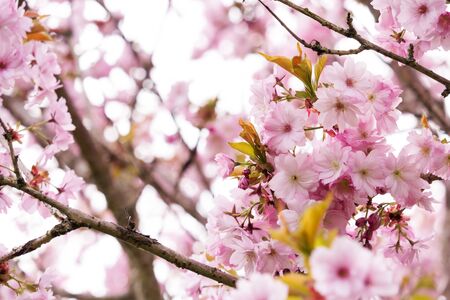 Freshness of Spring, cherry blossom branches with white delicate flowers and blurry backgroundの写真素材