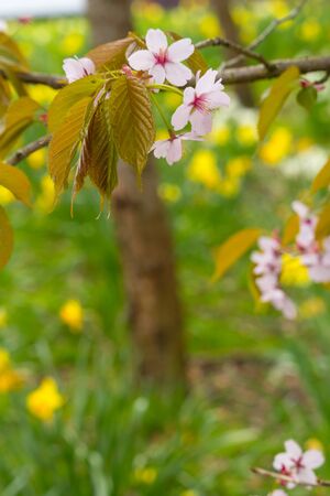 Beautiful, Spring time with yellow daffodils and cherry tree branchesの写真素材