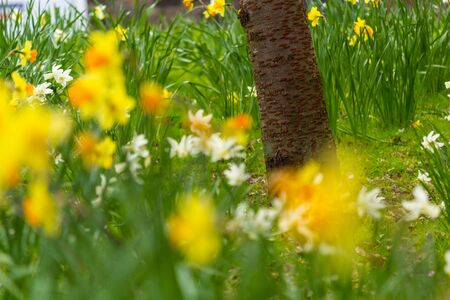 Beautiful, fresh yellow daffodils growing in the park with bokeh lights, macro shotの写真素材