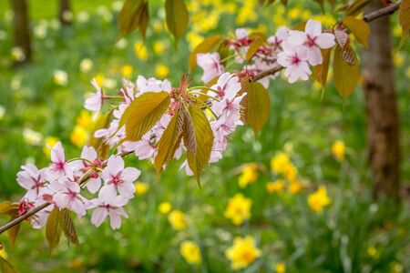Beautiful, Spring time with yellow daffodils and cherry tree branchesの写真素材