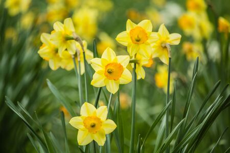 Beautiful, fresh yellow daffodils growing in the park with bokeh lights, macro shotの写真素材
