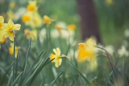 Beautiful, fresh yellow daffodils growing in the park with bokeh lights, macro shotの写真素材