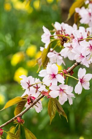 Beautiful, Spring time with yellow daffodils and cherry tree branchesの写真素材