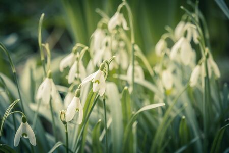 Spring background with blooming snowdrops close upの写真素材