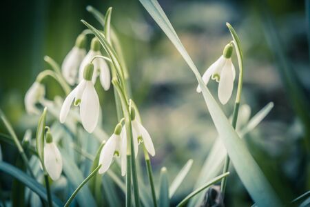 Spring background with blooming snowdrops close upの写真素材