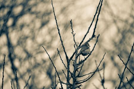 A little tit sitting on tree branches in monochromeの写真素材