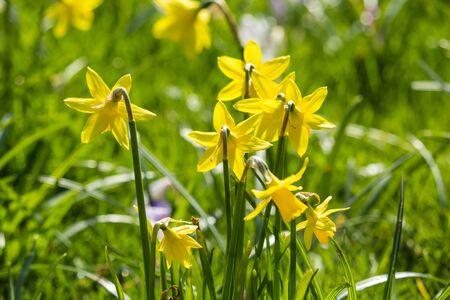Beautiful, fresh yellow daffodils growing in the park with bokeh lights, macro shotの写真素材